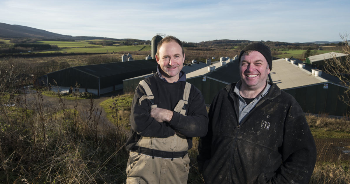 Productivity gains for pig producers